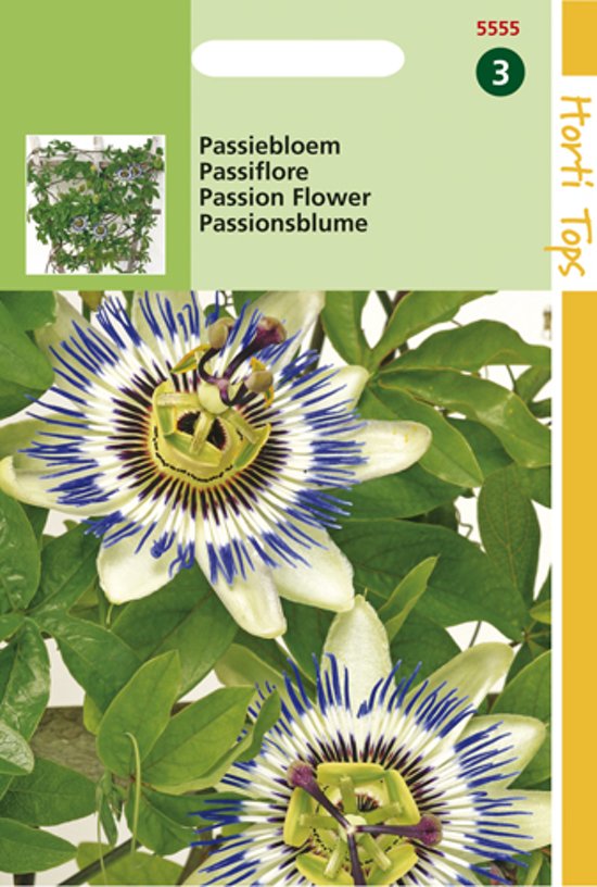 Passiflora caerulea (blauwe passiebloem) 40 zaden HT